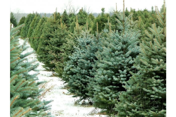 ATENŢIE! Peste 60 de mii de Pomi de Crăciun vor fi puşi pe piaţă pentru sărbătorile de iarnă din acest an