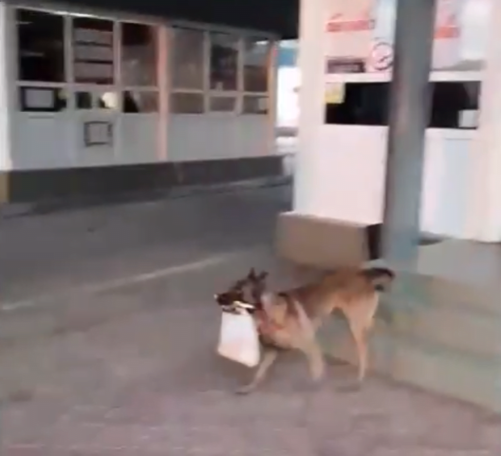 Lachi, câinele vedetă al Poliției de Frontieră: patrupedul a adus zâmbete pe chipurile celor care au trecut frontiera