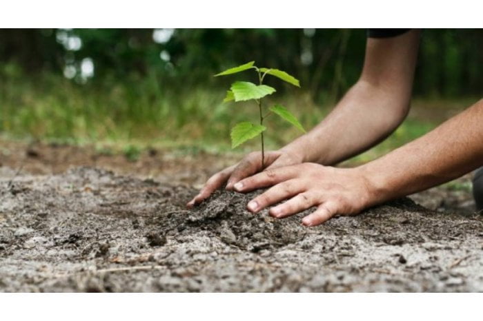 Inițiativă nobilă: Mii de copaci vor fi plantați sâmbătă în capitală